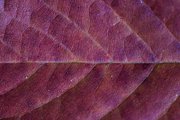 Detailed macro image showcasing the red texture and intricate veining of a leaf, highlighting its natural beauty and vivid colors. Ideal for nature or botanical concepts in design and art.