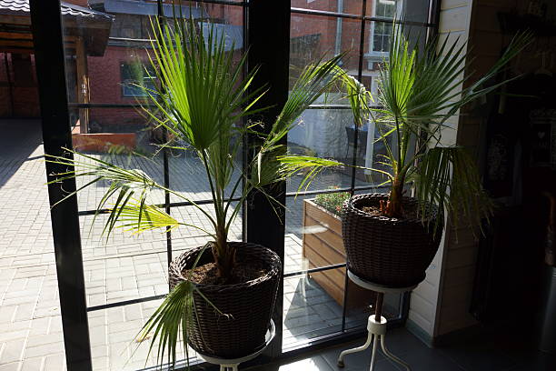 istock Light the flowers in the pot with natural light 2234720529