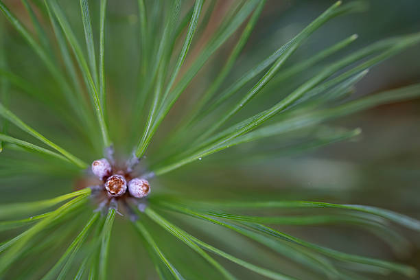Detailed macro image showcasing fresh green pine needles radiating from a center with buds, emphasizing natural growth and textures.