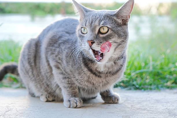 istock cute gray tabby cat sitting in grass licking lips 2234727002