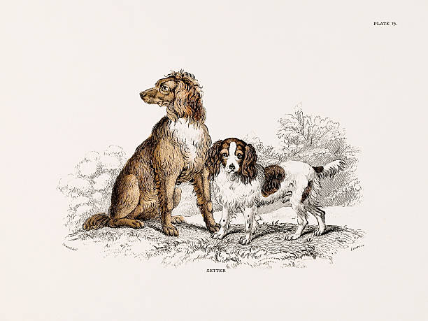 Antique dog illustration. Detailed 19th-century zoological print from a book on the natural history of dogs. London, 1840.