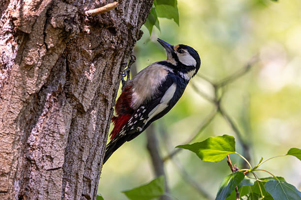 istock Great Spotted Woodpecker (Dendrocopos major) of Eurasia 2234727644