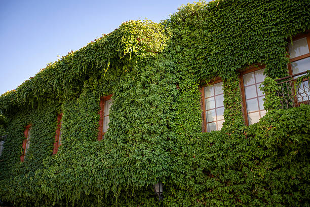 An ivy plant has wrapped around the outside of the house. Only the windows are visible.