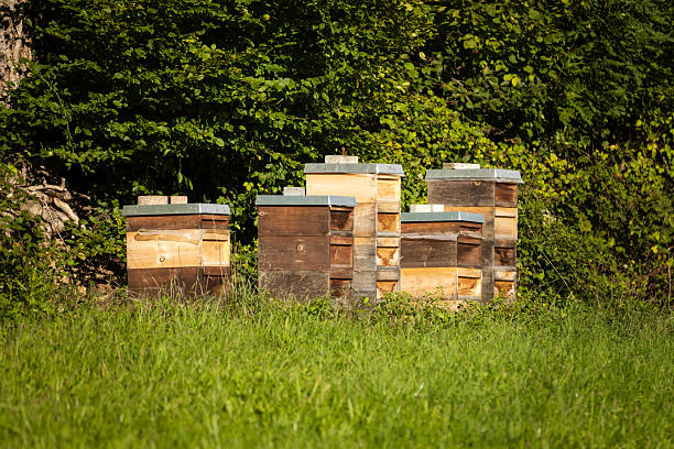 istock Organic beehives in forest. 2234732102