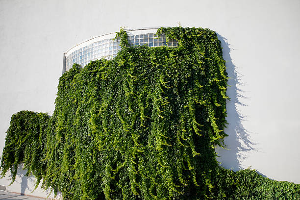 Green plant hanging from the wall
