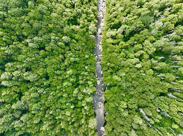 istock Blackwater Canyon River Flowing Through Forest 2234733900