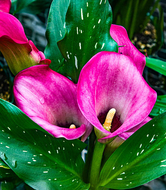 Calla lily, which is native to the marshes of South Africa, is very elegant plant, but it is not really a lily at all, but a member of Araceae family. The extraordinary funnel or trumpet shaped flowers grow on tall thick stems and have a yellow spadix emerging from their center. Thanks to hybrid, calla lily can be found in many different colors such as white, pink, red, orange, yellow, purple and cream. The calla lily is popular as wedding bouquets as it is a symbol of purity and beauty.