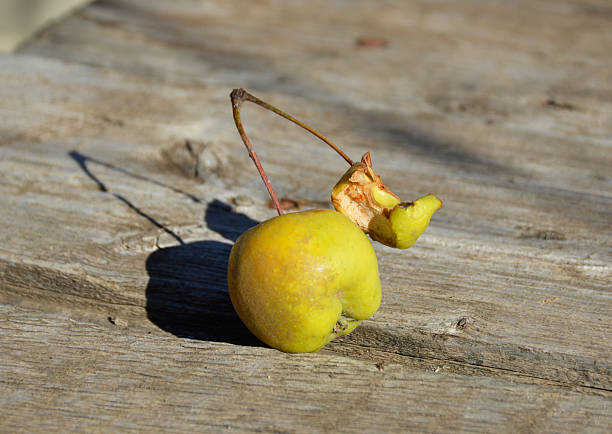 On the branch one small whole apple and a core. Fruit growing, gardening. Apple harvest. Bad harvest
