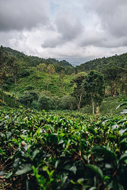 istock Aerial view of Ella tea plantations and lofty clouds 2234737899