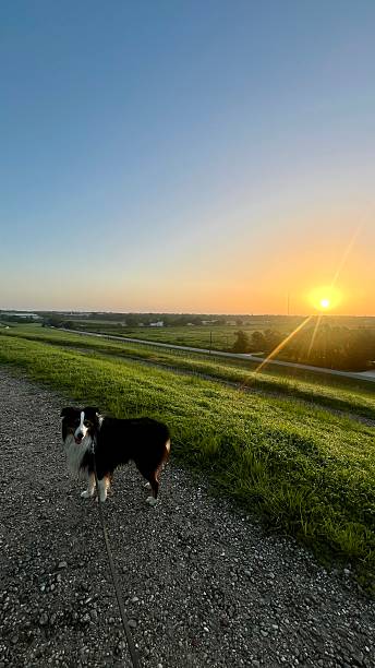 istock Morning Watch at Celery Field, Sarasota, Florida 2234739403