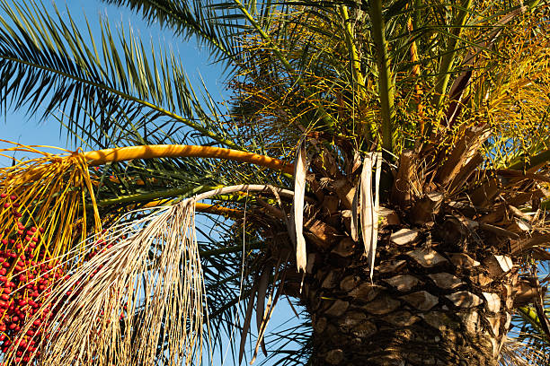 istock Tropical Date Palm Tree with Ripening Yellow Dates under Blue Sky  Phoenix Dactylifera in Sunny Climate, Ideal for Travel, Nature, Exotic Botany and Summer Landscape Photography 2234740539
