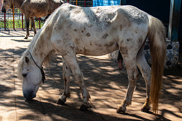 A white horse grazing peacefully on the ground, surrounded by natural greenery, embodying calmness and pastoral beauty.