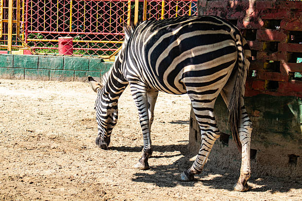 A wild zebra resting under the shade, surrounded by lush green foliage at a zoo, capturing a peaceful and natural moment.