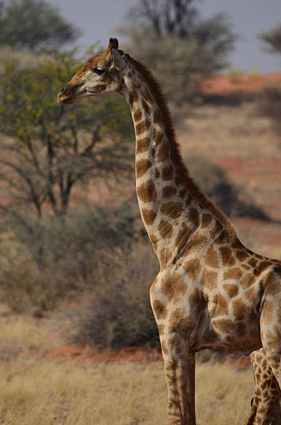 istock Giraffe standing during safari in Namibia 2234743919