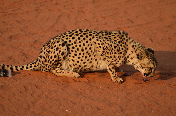 istock Cheetah resting on sand in Namib Desert, Namibia 2234744014