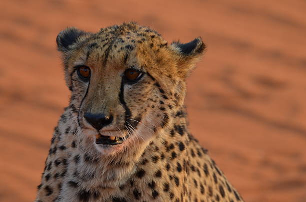A cheetah sitting on the sand with desert landscape in the background, Namibia.