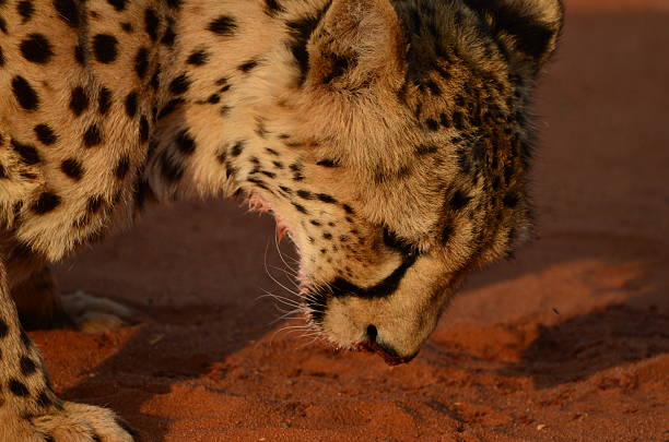 A cheetah lying on the sand with desert landscape in the background, Namibia.