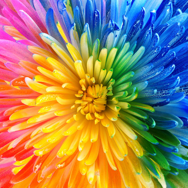 istock Colorful rainbow flower brackground 2234744479