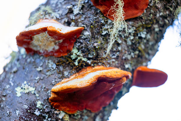 Closeup Orange mushrooms scientifically known as Laetiporus sulphureus, is a genus of edible mushrooms found throughout much of the world commonly known as sulphur shelf an old tree trunk , background with copy space, full frame horizontal composition