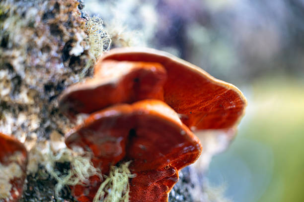 Closeup Orange mushrooms scientifically known as Laetiporus sulphureus, is a genus of edible mushrooms found throughout much of the world commonly known as sulphur shelf an old tree trunk , background with copy space, full frame horizontal composition