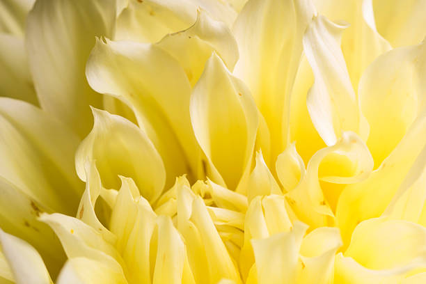 istock Macro image of dahlia 2234749007