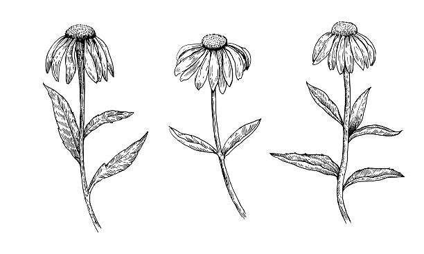 istock Echinacea purpurea black and white ink illustration. Detailed vector design elements in engraving style 2234749063