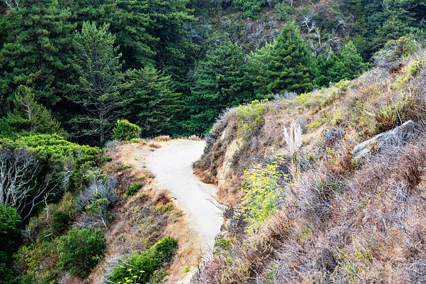 This is a photograph of a scenic coastal trail winding through the landscape in Big Sur California on a summer day with the Pacific Ocean in the background.