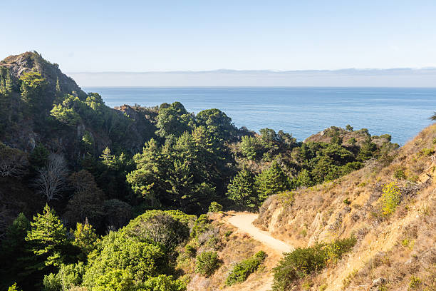 This is a photograph of a scenic coastal hiking trail winding through the tree topped landscape in Big Sur California on a summer day with the Pacific Ocean in the background seen from a high angle view..
