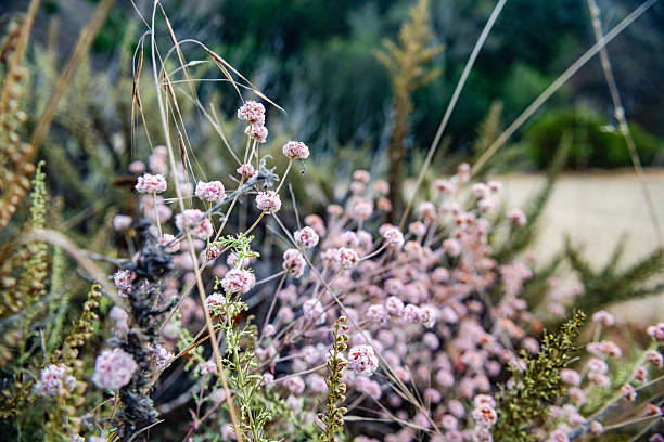 This is a photograph of pink and red wildflowers growing in Big Sur California on a summer day.