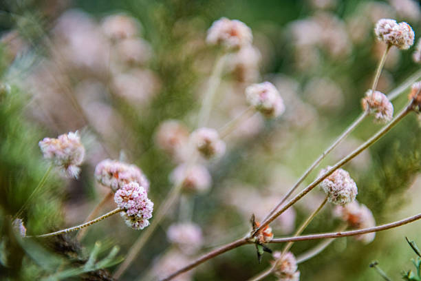 This is a photograph of pink and red wildflowers growing in Big Sur California on a summer day.