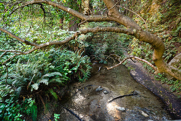 This is a photograph of a creek flowing through the forest landscape in Big Sur California with lush vegetation growing in the shade of the trees.