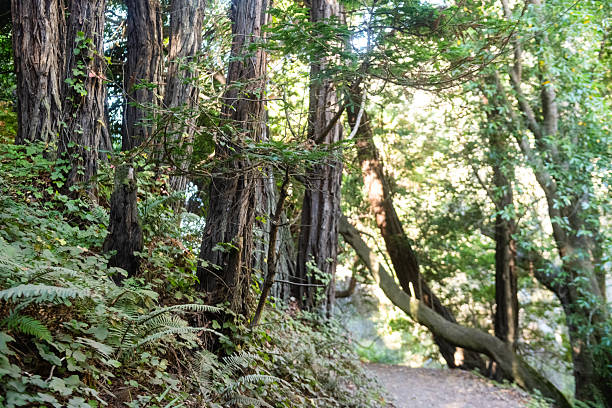 This is a photograph of the coastal forest landscape in Big Sur California on a summer day.