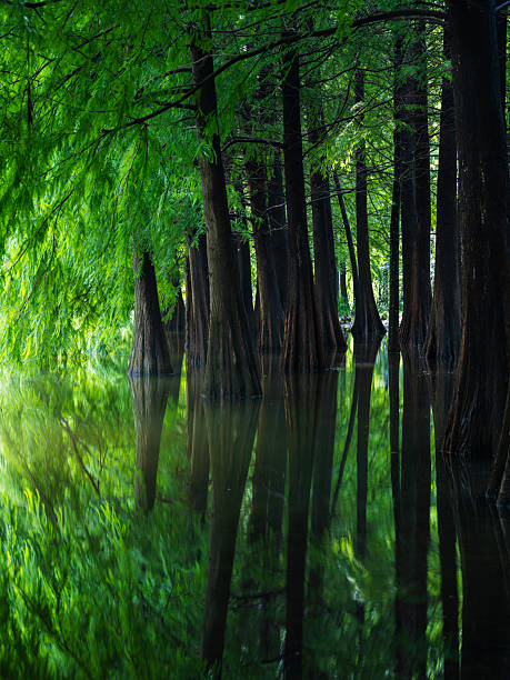 istock Metasequoia glyptostroboides wood 2234756033
