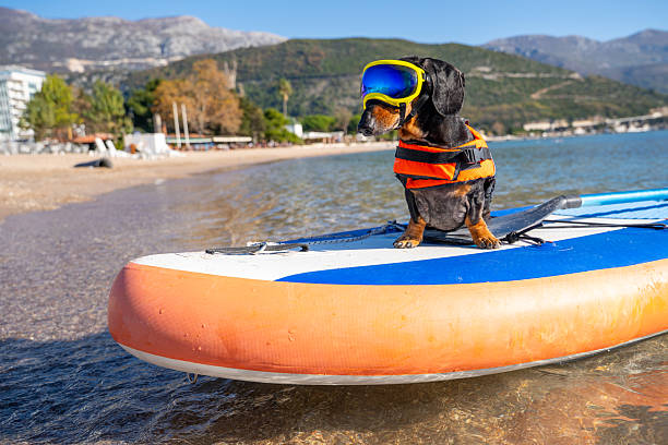 istock Adventurous dog with goggles on paddleboard by the beach 2234756353