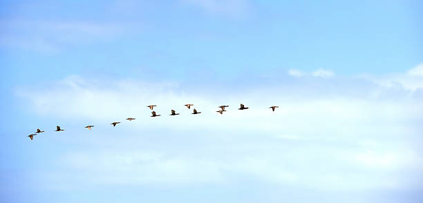 istock A flok of geese 2234756602
