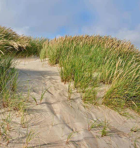 A sandy hill adorned with vibrant beach grass swaying in the breeze beneath a blue sky, evoking tranquility and the splendor of coastal nature.