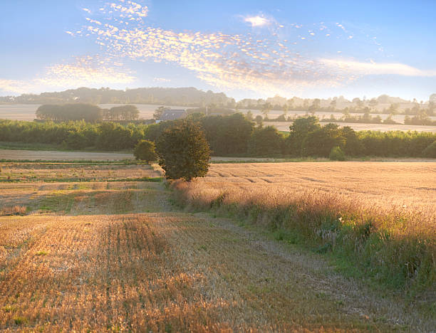 Sunrise over cornfield / field. The sun shines straight into the camera an early fresh morning