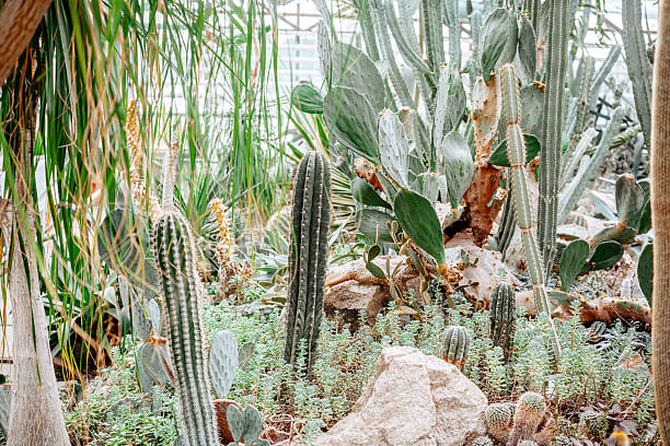 A subtropical paradise on a Cornish cliff