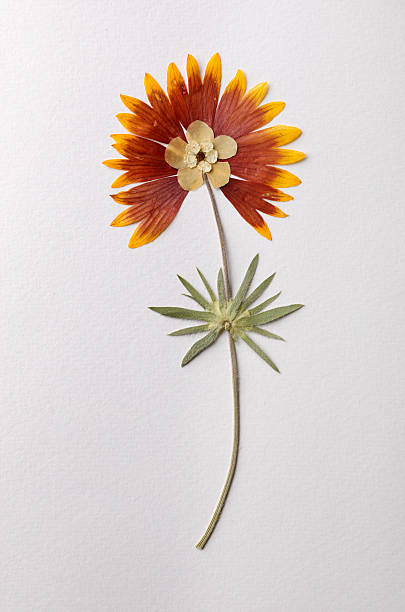 Dried yellow flower on white background