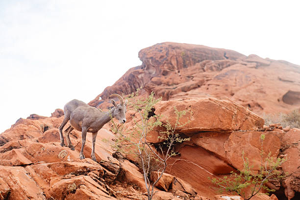 This is a photograph of a big horn sheep standing on sandstone rock to eat the leaves from a tree in Valley of Fire State Park, Nevada on a summer day.