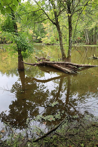 istock Autumn lake background with tree reflections on water vertical photo 2234758460