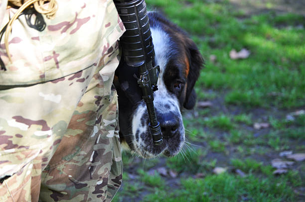 Saint Bernard dog with an armed soldier