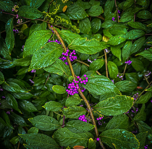 Green and purple berries growing on a green vinery in the city of philadelphia on the street