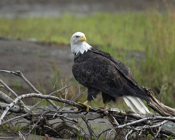 istock Adult bald eagle sitting on a branch 2234761472