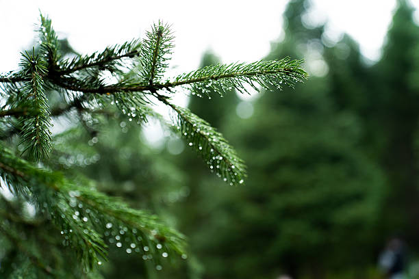 istock The dew on the fir tree 2234766941