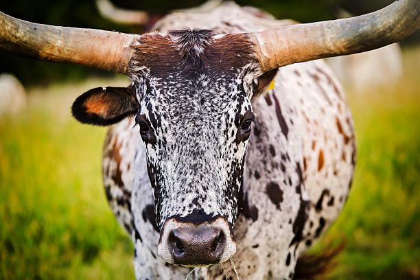 Texas Longhorn, longhorn cattle, cow with horns, ranch animal, western cow, cattle pasture, grassland, rural animal, farm life, livestock, horned cow, wide horns, field grazing, American West, ranching, agriculture, countryside, livestock photography, majestic animal, pastoral scene, numbered cow, cow with ear tag, speckled longhorn, spotted cattle, face forward cow, cow in tall grass, ID tag 39, close-up longhorn, standing cow, alert cow