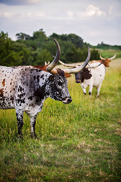 istock Texas Longhorn Cattle in Green Field 2234769774