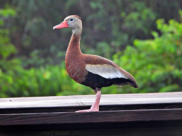 istock Black-bellied Whistling Duck (Dendrocygna autumnalis) - resting on a wood railing 2234772010