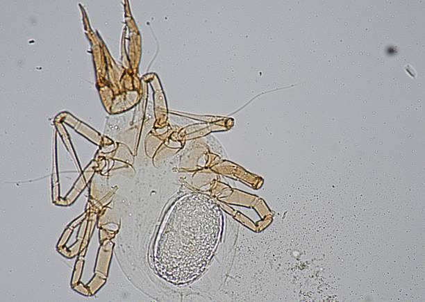 istock soil microorganisms under a microscope including amoeba, flagellates, nematodes, fungi, bacteria 2234772501