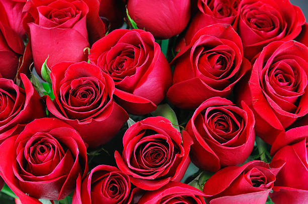 istock Flower background of red rose 2234774656